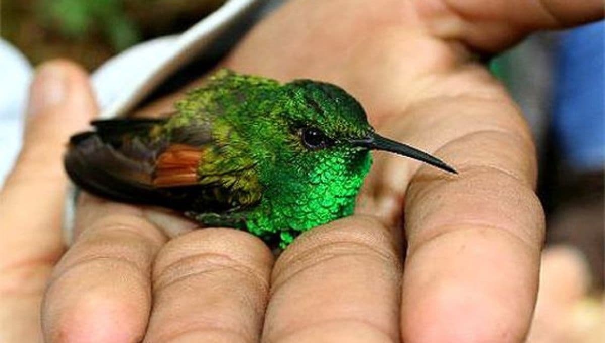 ¿Cómo hacer que un colibrí se pare en tu mano?