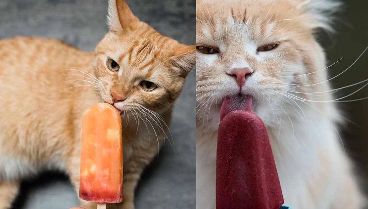 ¿Cómo hacer un helado para gatos rico y fácil?