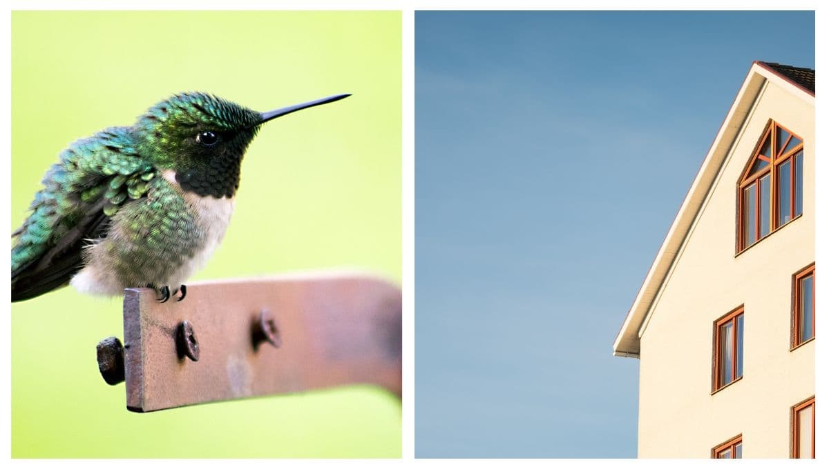 ¿Qué significa la presencia de un colibrí en tu casa?