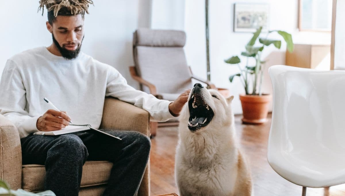 TEST para saber si serías buen padre de tus perros