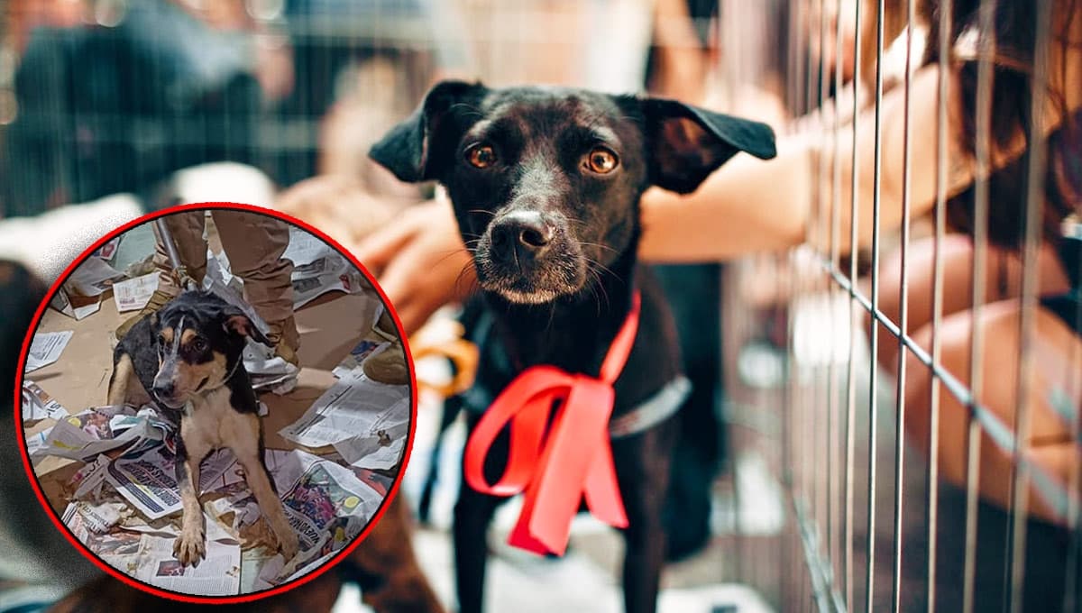 ¿Los iban a vender para rituales? Así fue el AGÓNICO rescate de 60 perros en Culhuacán