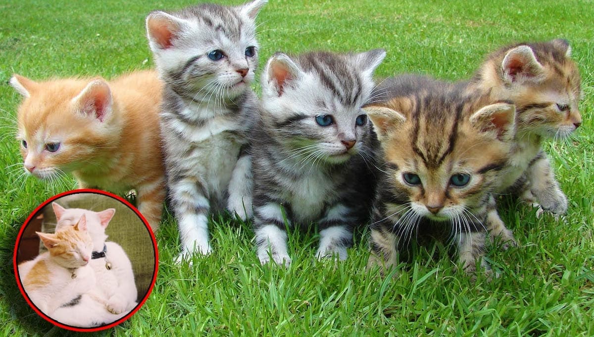 De todas las razas de gatos, esta es la más AMIGABLE del mundo