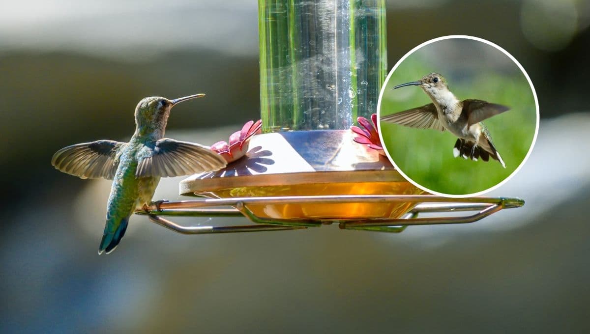 ¿Qué le hace mal a los colibríes?