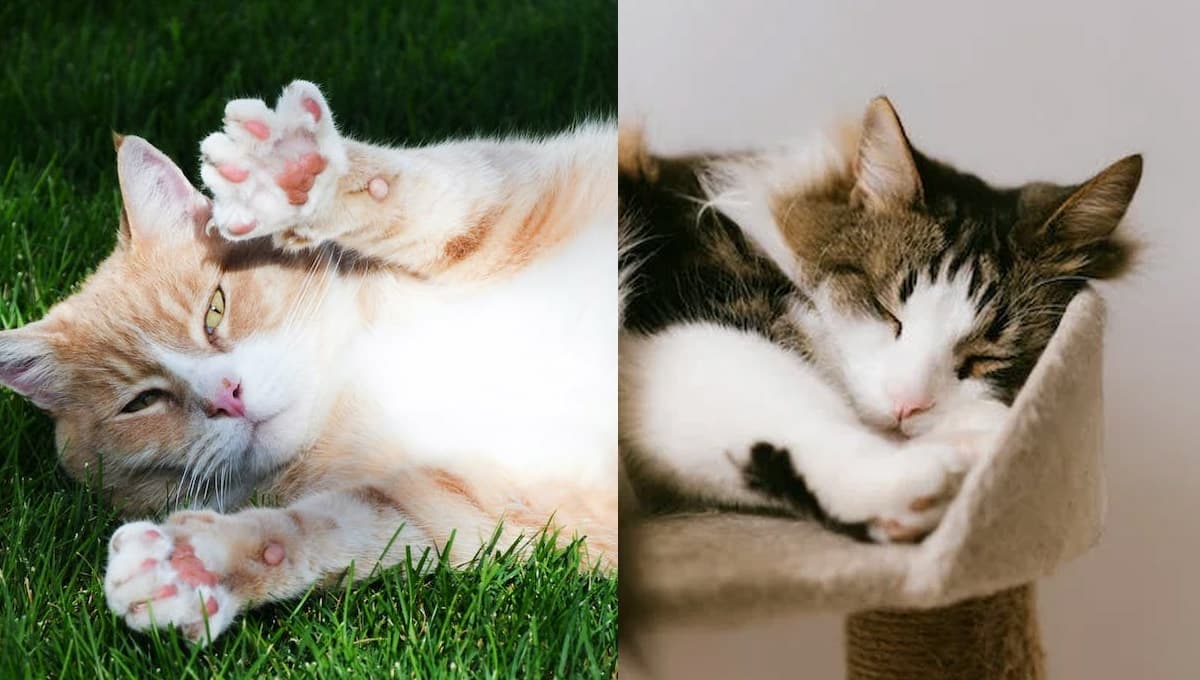 5 características de un gato aburrido en casa