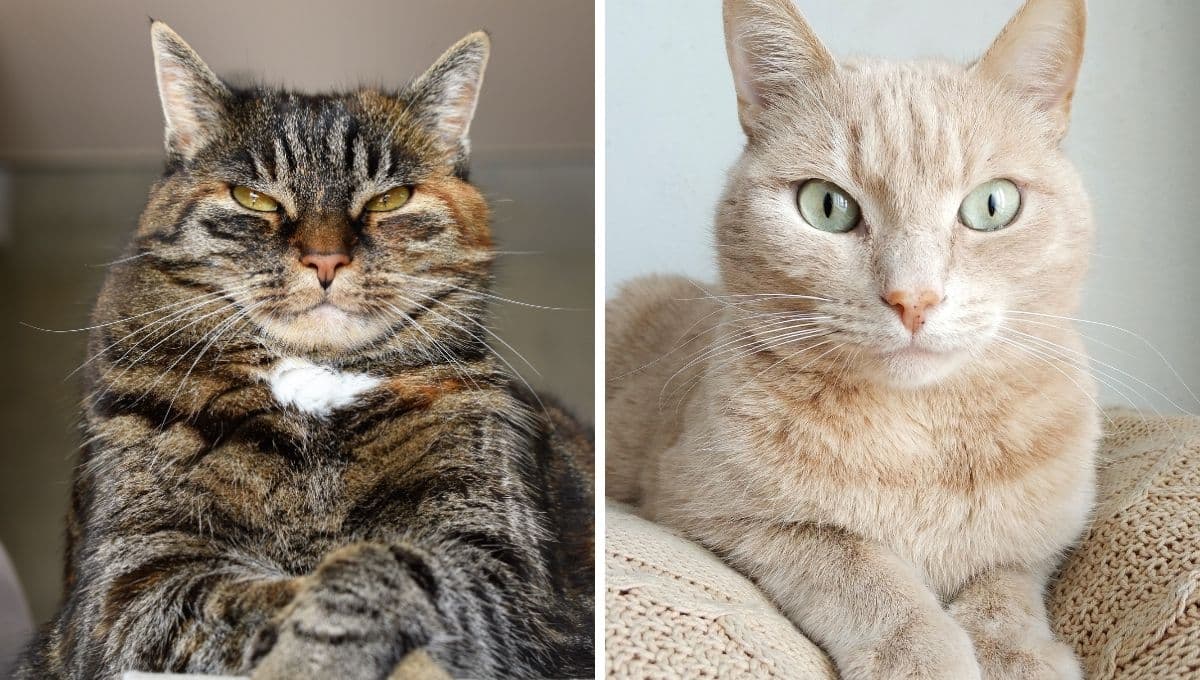 Características de un gato envenenado y cómo ayudarlo