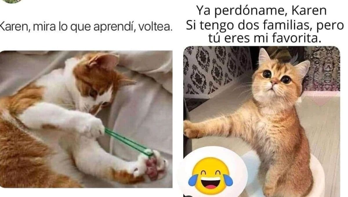 5 MEMES de michis y Karen chistosos para compartir