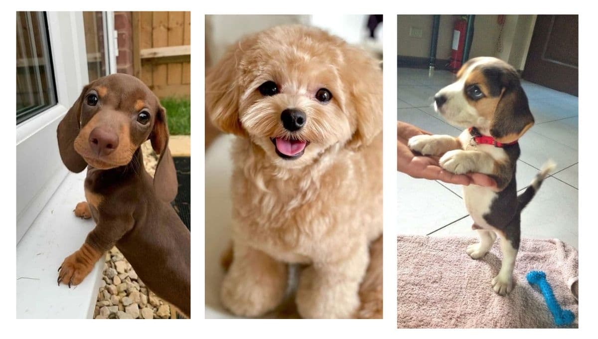 5 FOTOS de perritos todos chiquitos y hermosos para alegrar tu vida