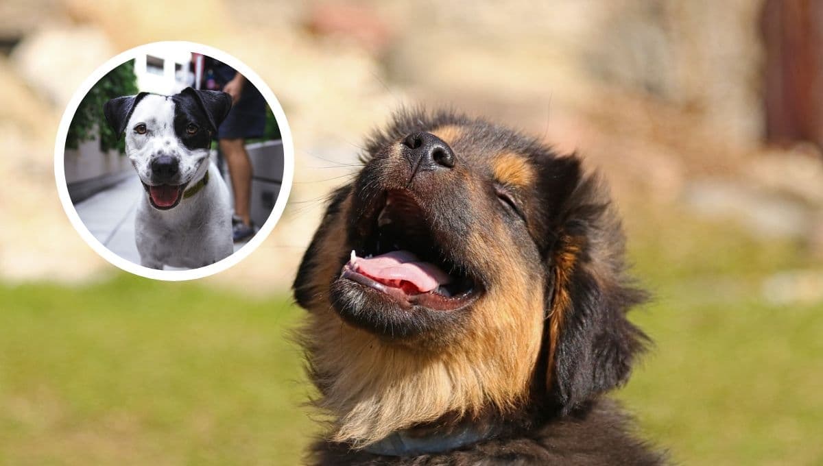 Quiz para saber si mi perro es feliz conmigo