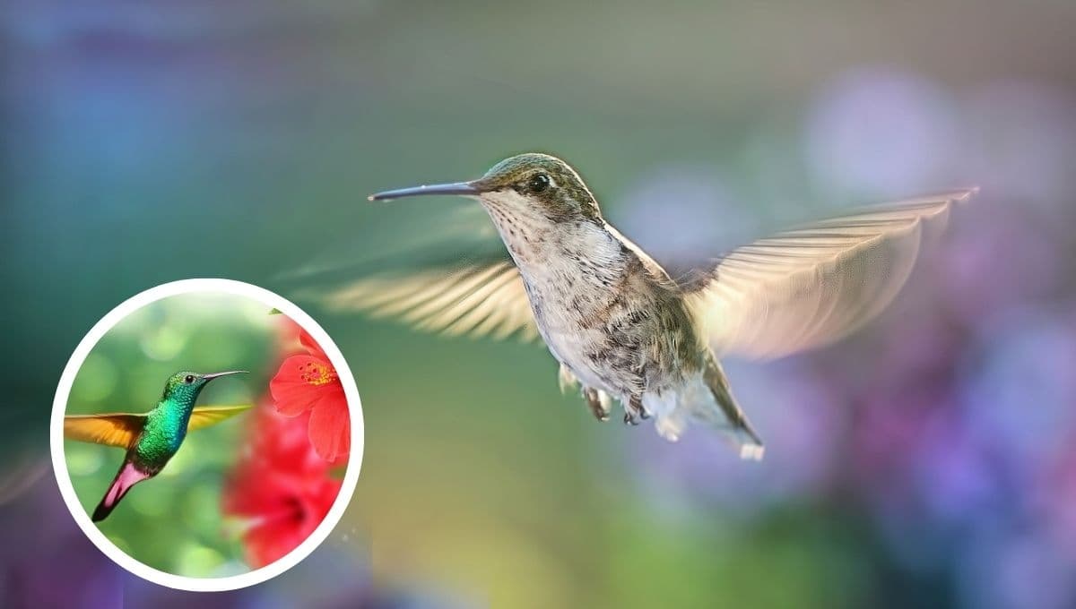 ¿Es cierto que cuando ves un colibrí, un alma amada te vino a visitar?