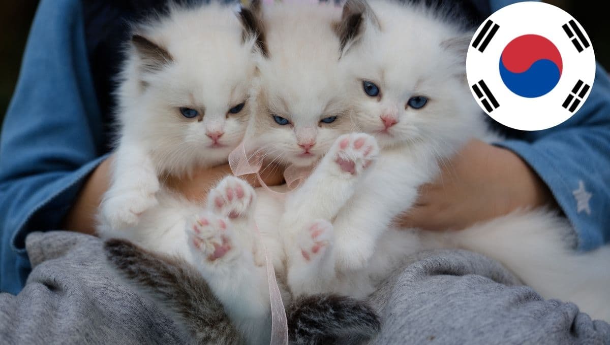 5 nombres de gatos en coreano y su significado explicado