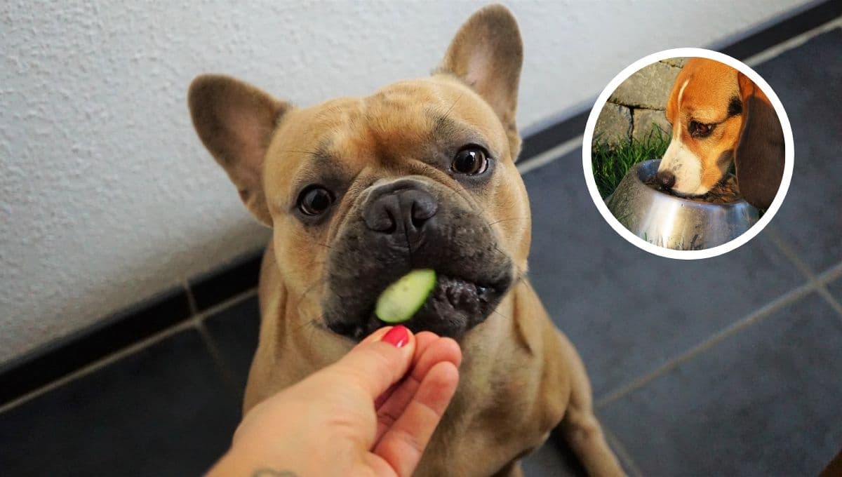 3 mejores alimentos que le puedes dar a un perro si tienes poco dinero