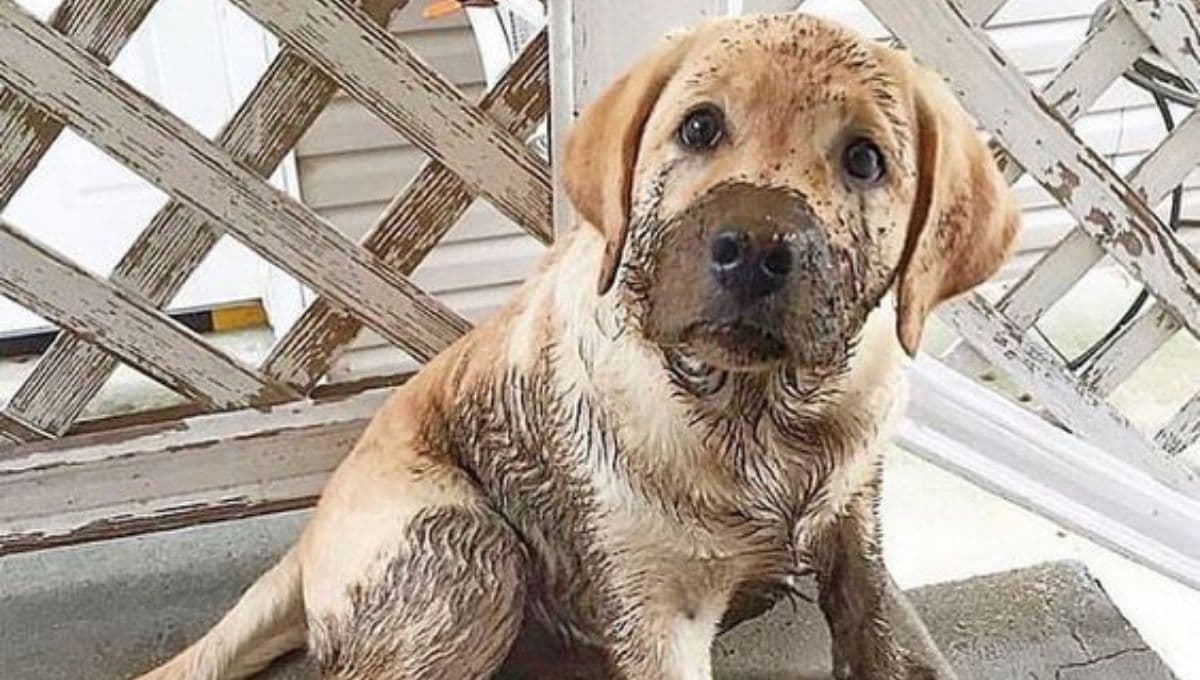 ¿Qué significa cuando mi perro huele mal y se rasca mucho?