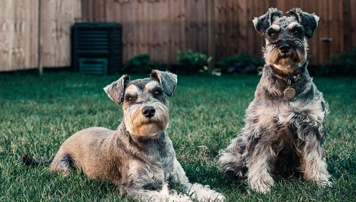 ¿Cómo son los perros Schnauzer con sus dueños?