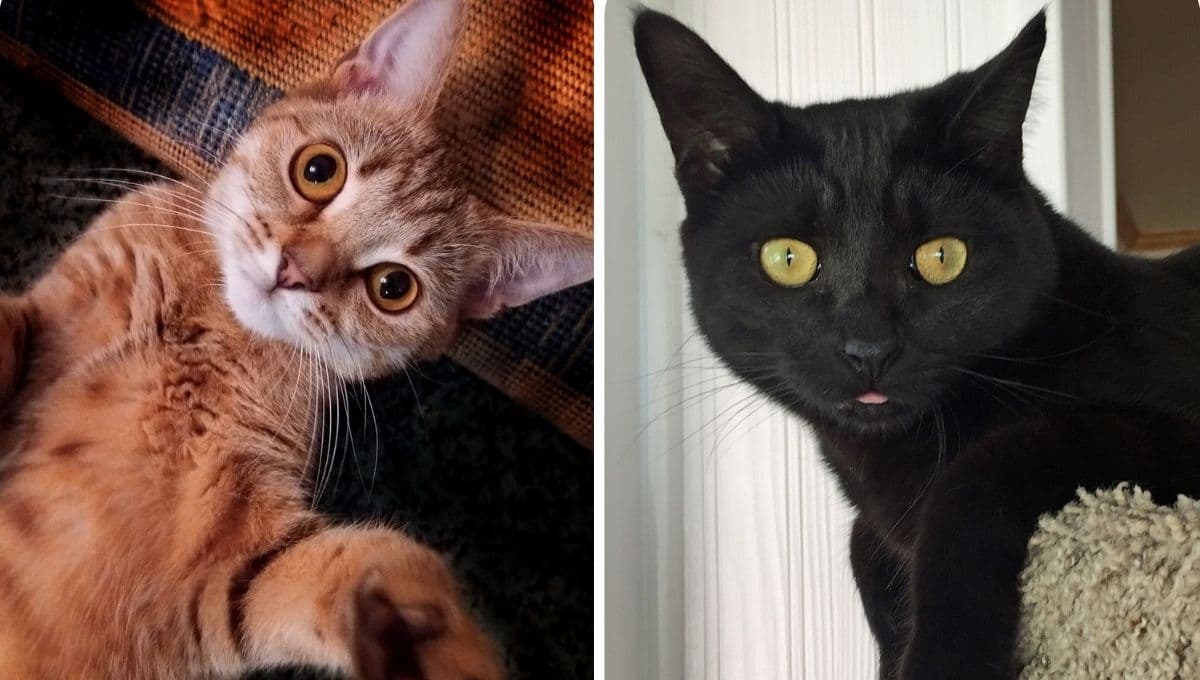 Quiz de personalidad para saber si soy gato negro o gato naranja