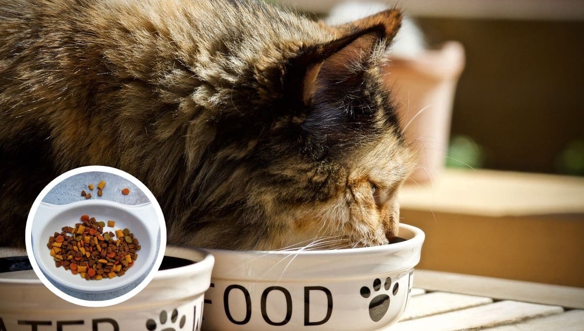 3 razones por las que JAMÁS debes darle Whiskas a tu gato en 2023