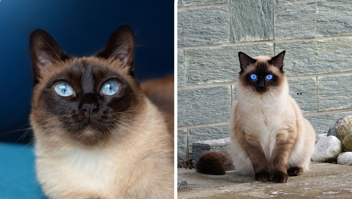 5 nombres para gatos siameses bonitos con significado