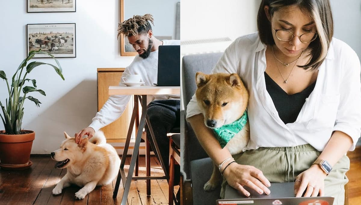 ¿Cuándo es el Día de llevar a tu perro al trabajo en México 2023?