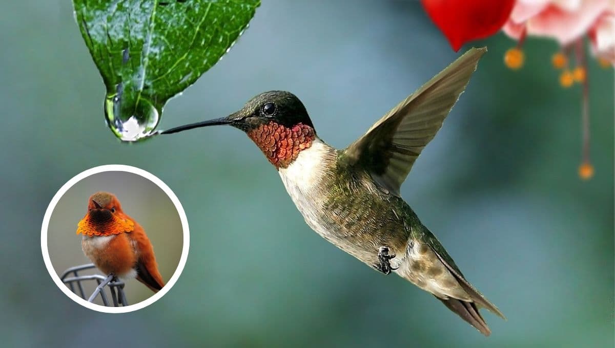 ¿Qué podemos hacer para evitar la extinción del colibrí?