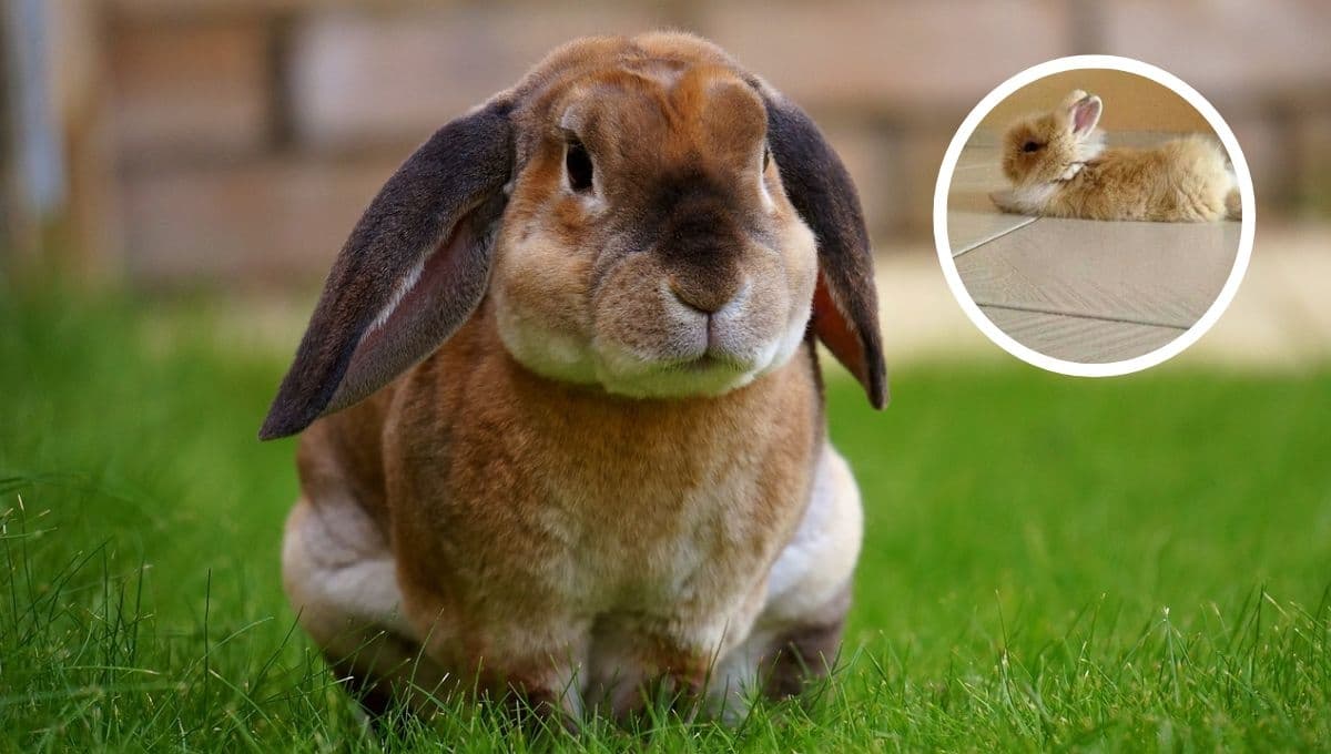 5 características de un conejo con golpe de calor