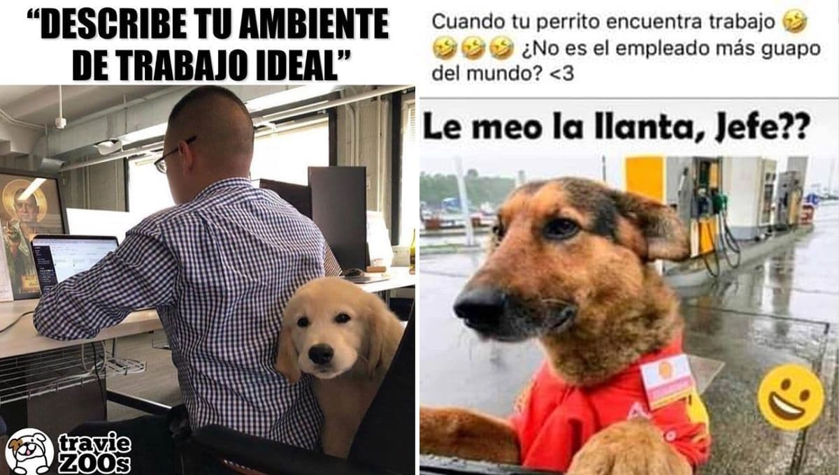5 MEMES chistosos para celebrar el Día de llevar al perro al trabajo 2023