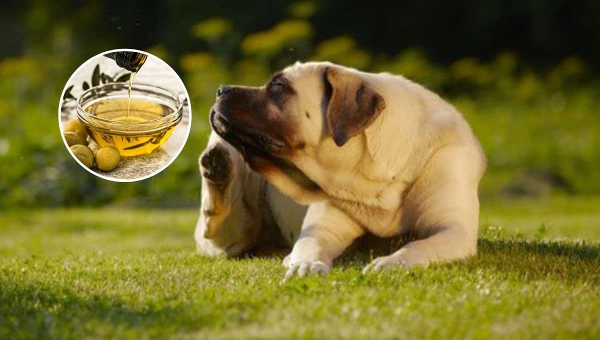 Remedio casero para quitarle las pulgas a un perro sin bañarlo