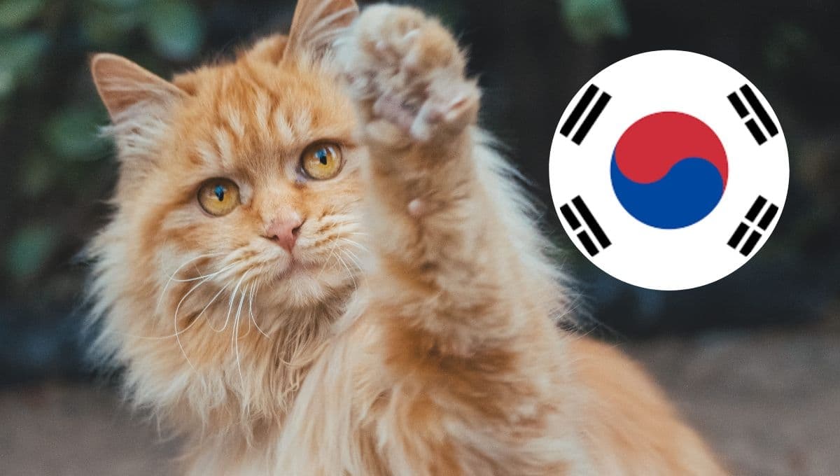5 nombres para gatos de idols en coreano y su significado