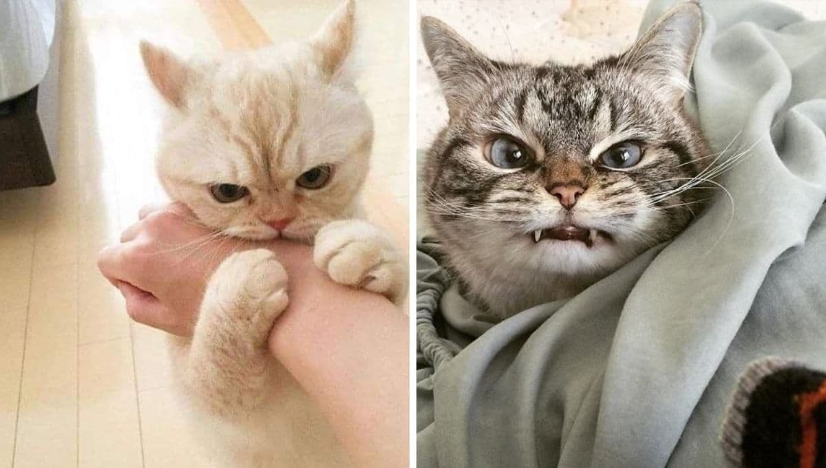 ¿Por qué mi gato me muerde cuando duermo? | Causas y soluciones