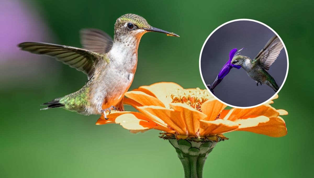 ASÍ sería la triste realidad si se extinguen los colibríes