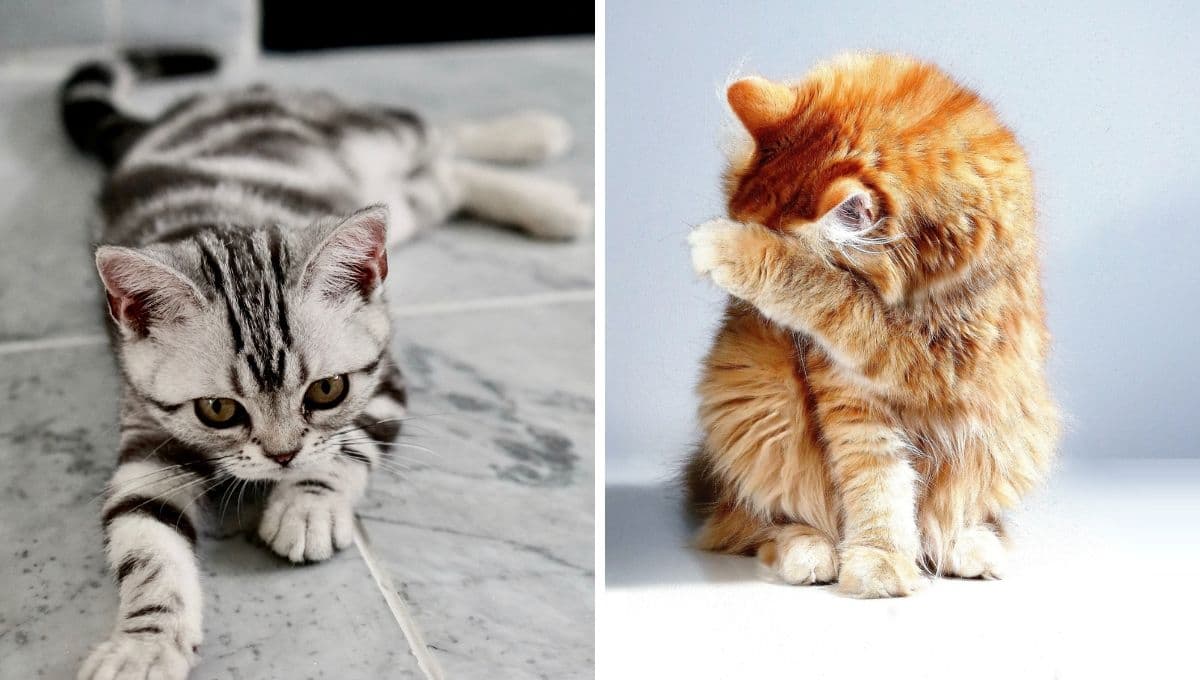 5 características de un gato hiperactivo y cómo calmarlo