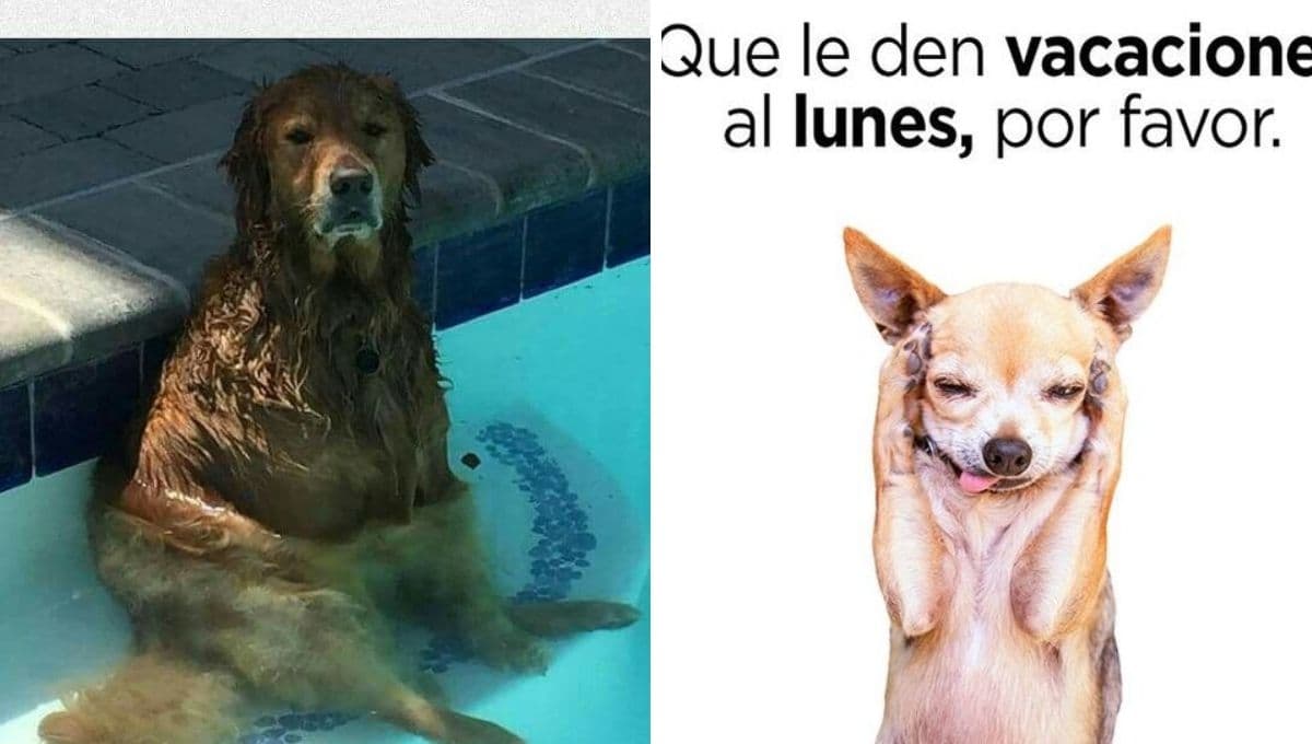 5 MEMES de calor y perros chistosos para compartir