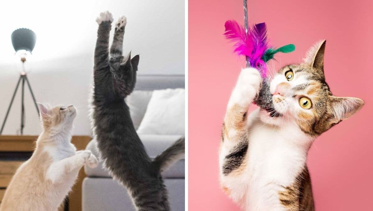 El TRUCO para entretener a tu gato cuando se queda completamente solo