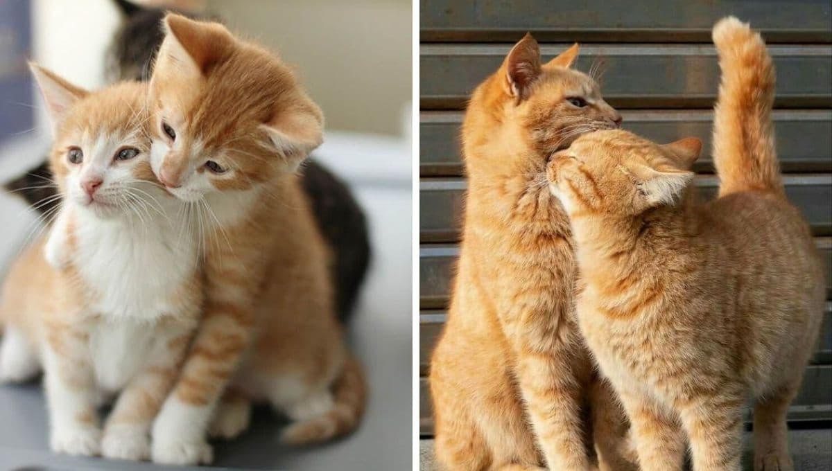 5 características de un gato que se siente AMADO en casa