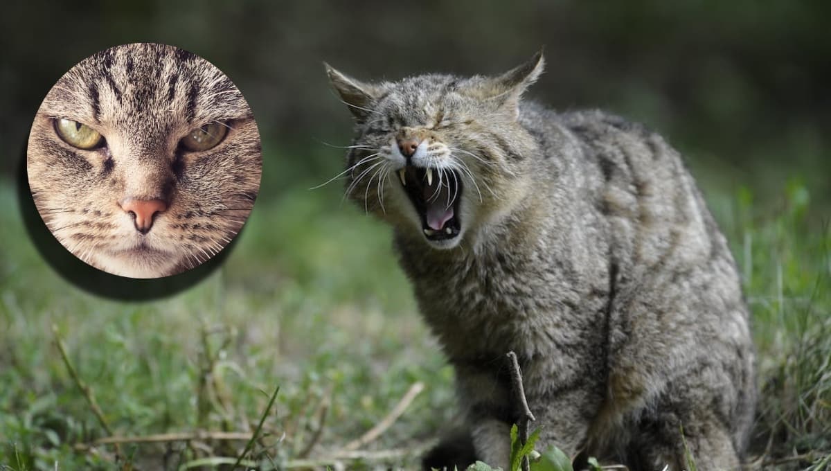 De todas las razas de gatos, esta es la más AGRESIVA