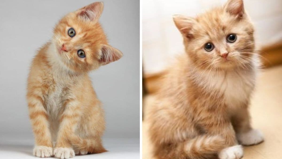 ¿Qué hacer para entretener a mi gato?