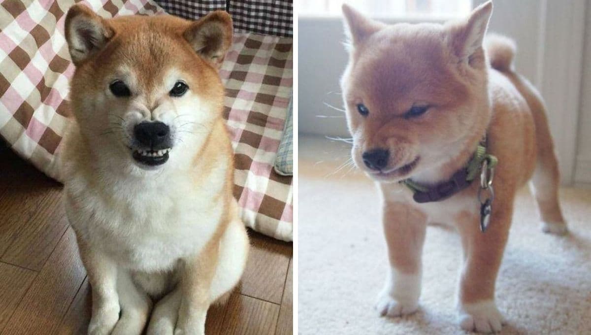 5 características de un perro enojado contigo