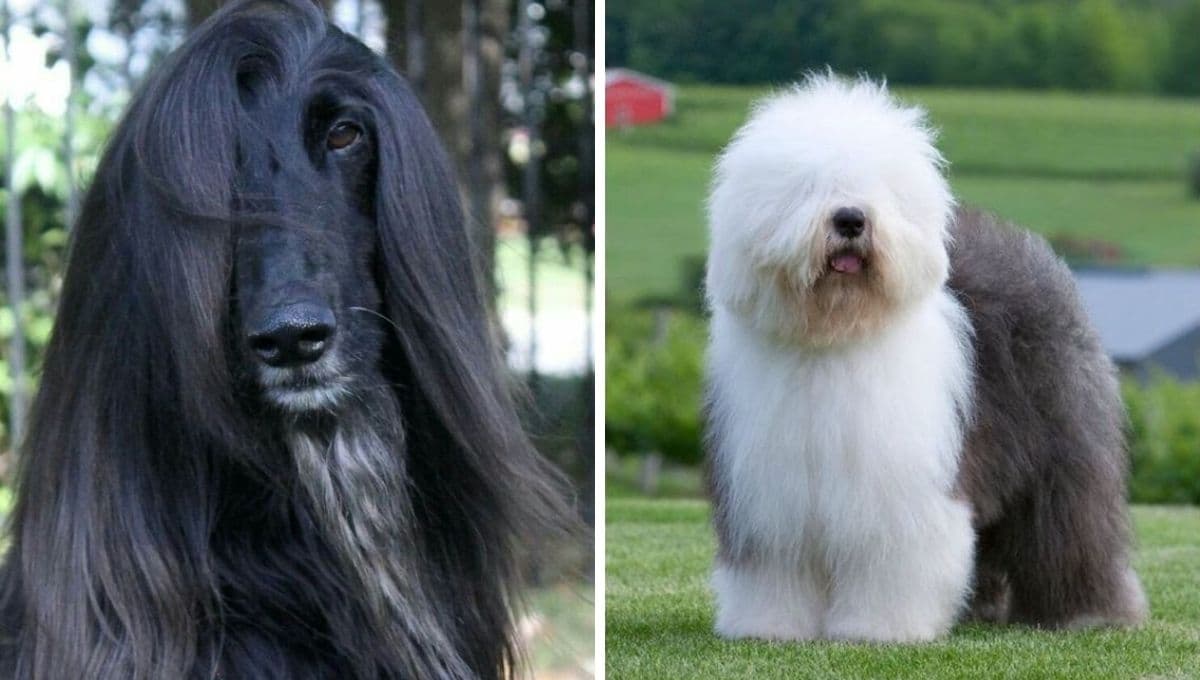 5 fotos de perros pequeños, peludos y bonitos