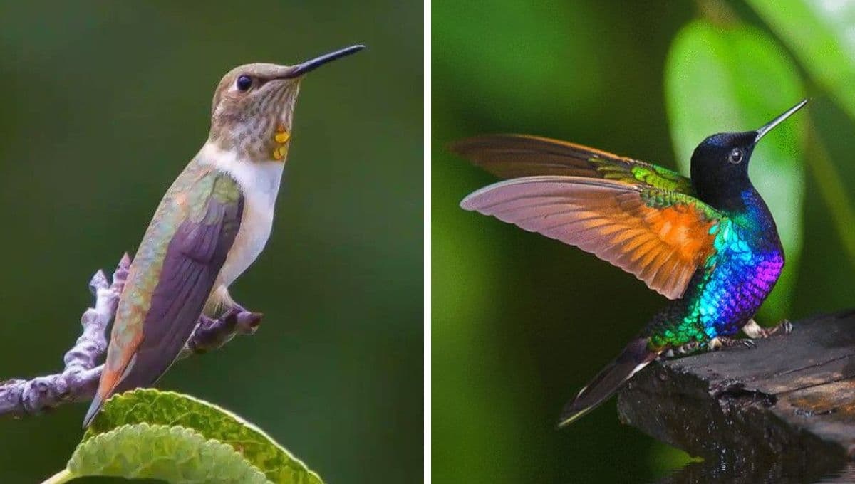 ¿Qué significa la presencia de un colibrí en tu ventana?