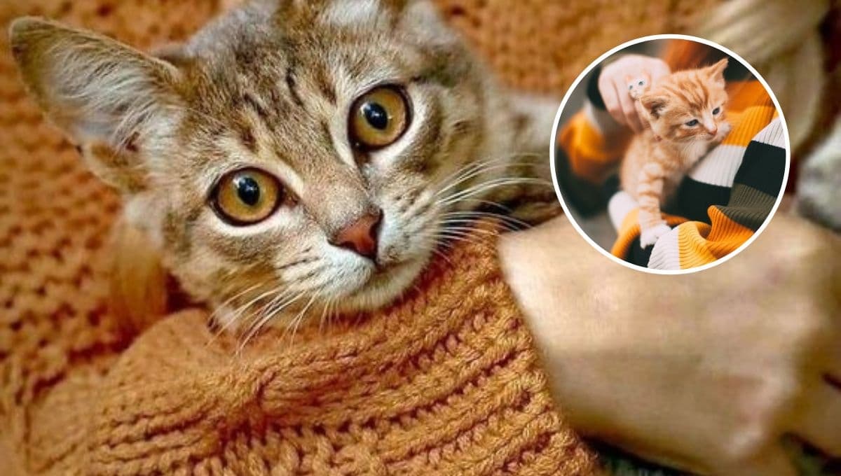 Quiz para saber si eres buen dueño con tu gato