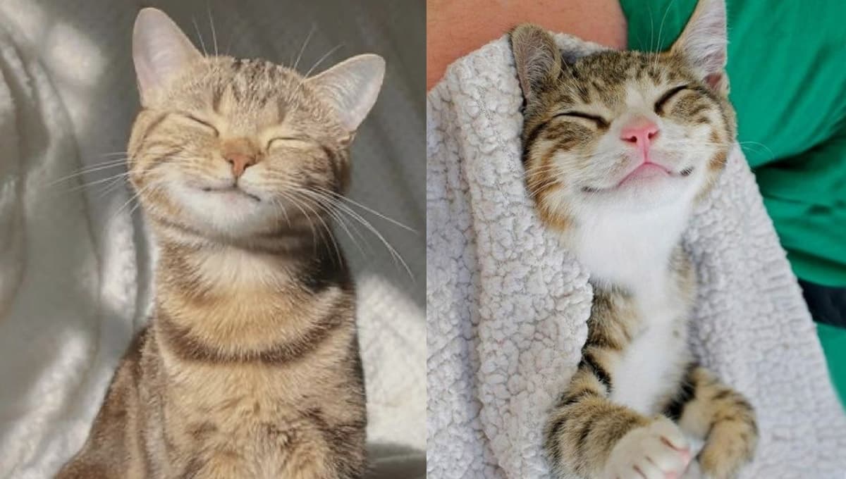Este es el verdadero significado detrás de la sonrisa de tu gato