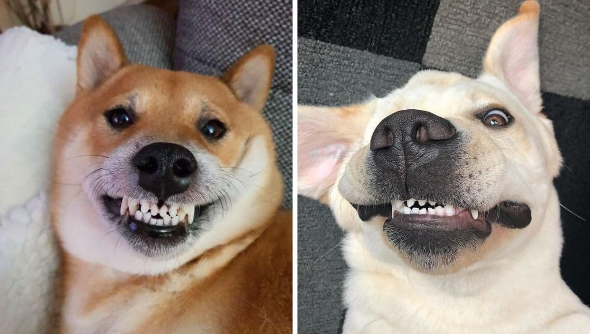 ¿Qué significa cuando mi perro me muestra los dientes?