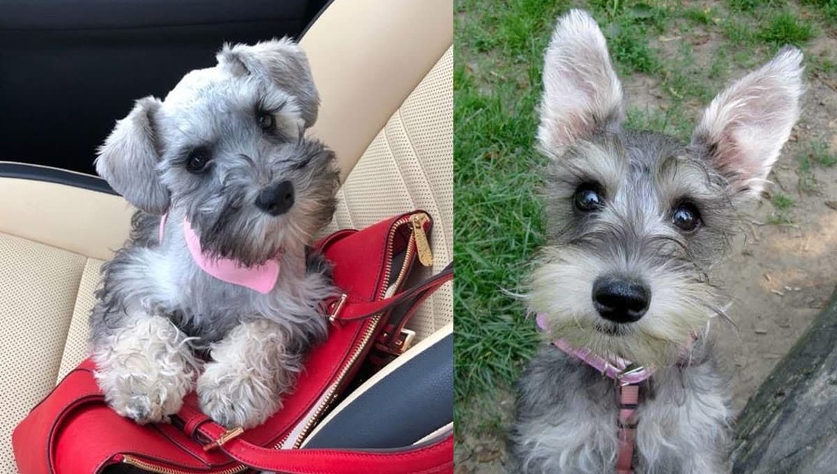 5 características de los perros schnauzer para entender por qué son tan especiales