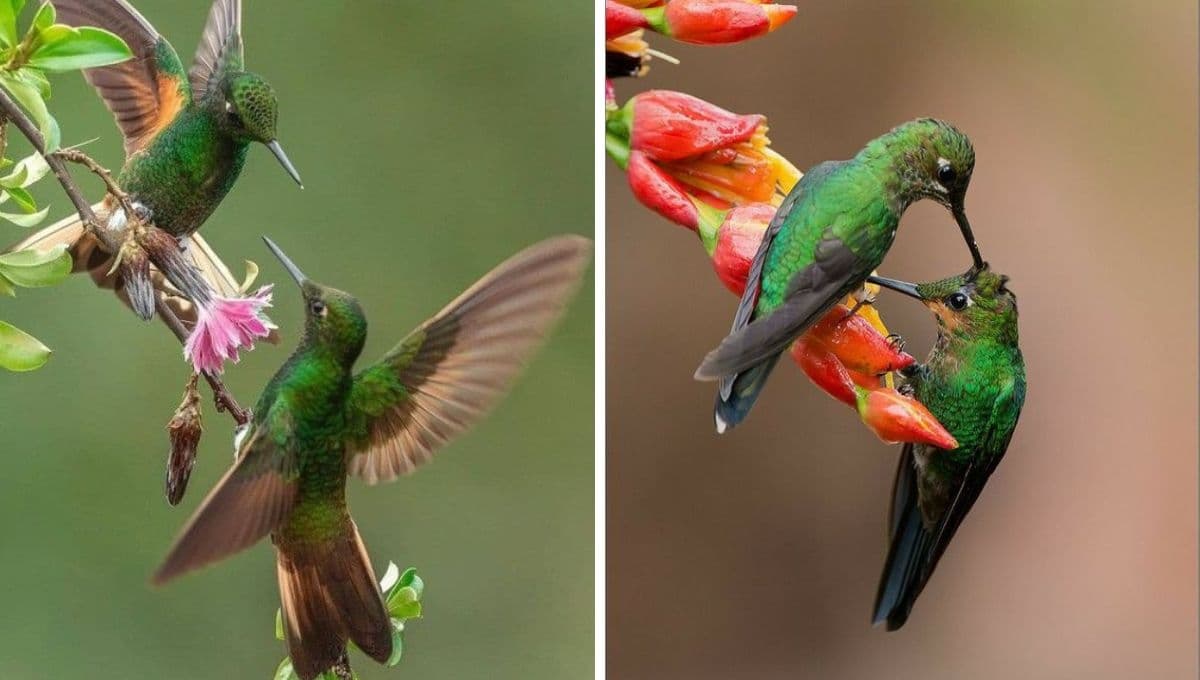 ¿Por qué un colibrí entra a tu casa y por qué es algo tan lindo?