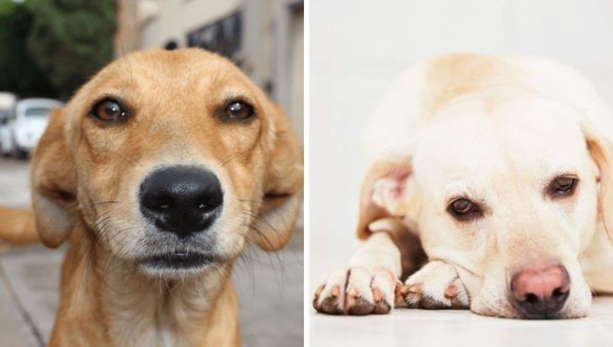 5 características de un perro aburrido en casa