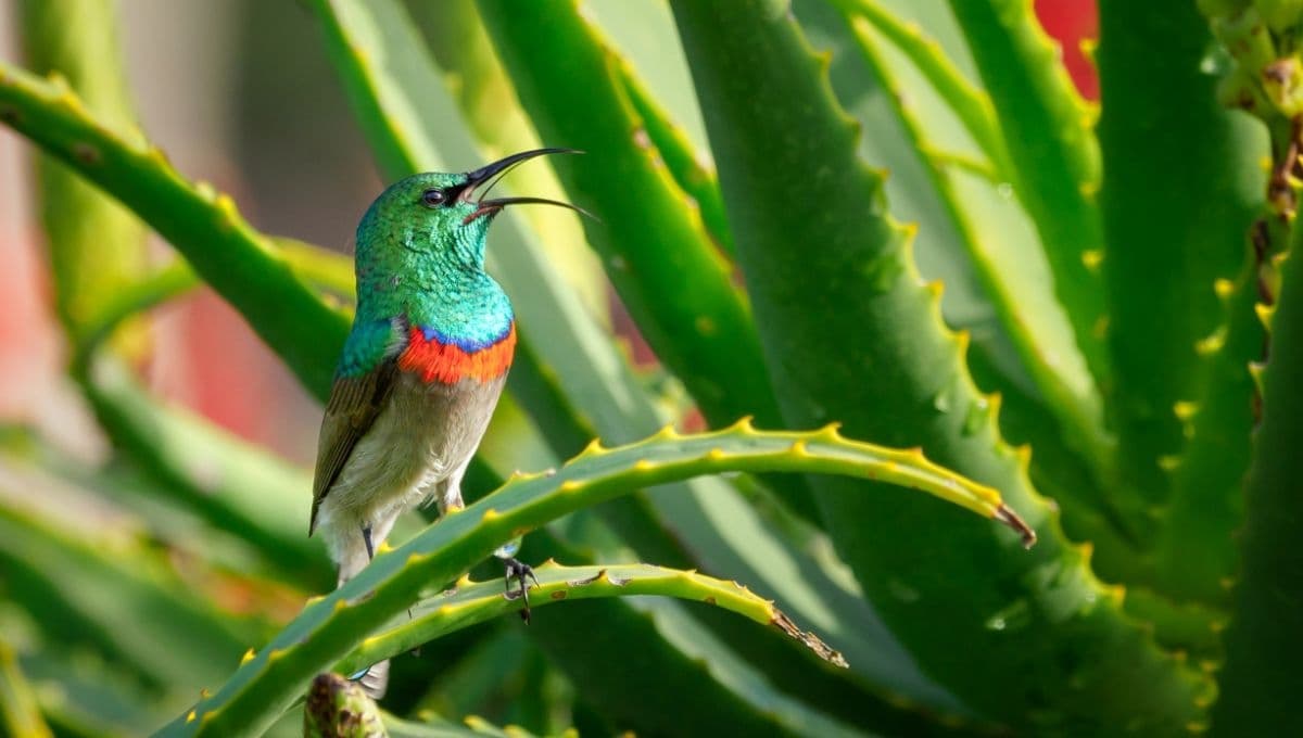 Este es el milagroso significado de ver a un colibrí verde