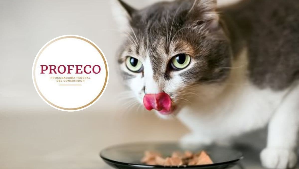 3 razones por las que no debes darle Whiskas a tu gato, según Profeco