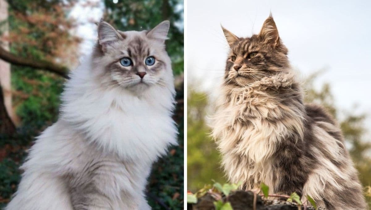 De todas las razas de gatos, esta es la MEJOR para tener en casa