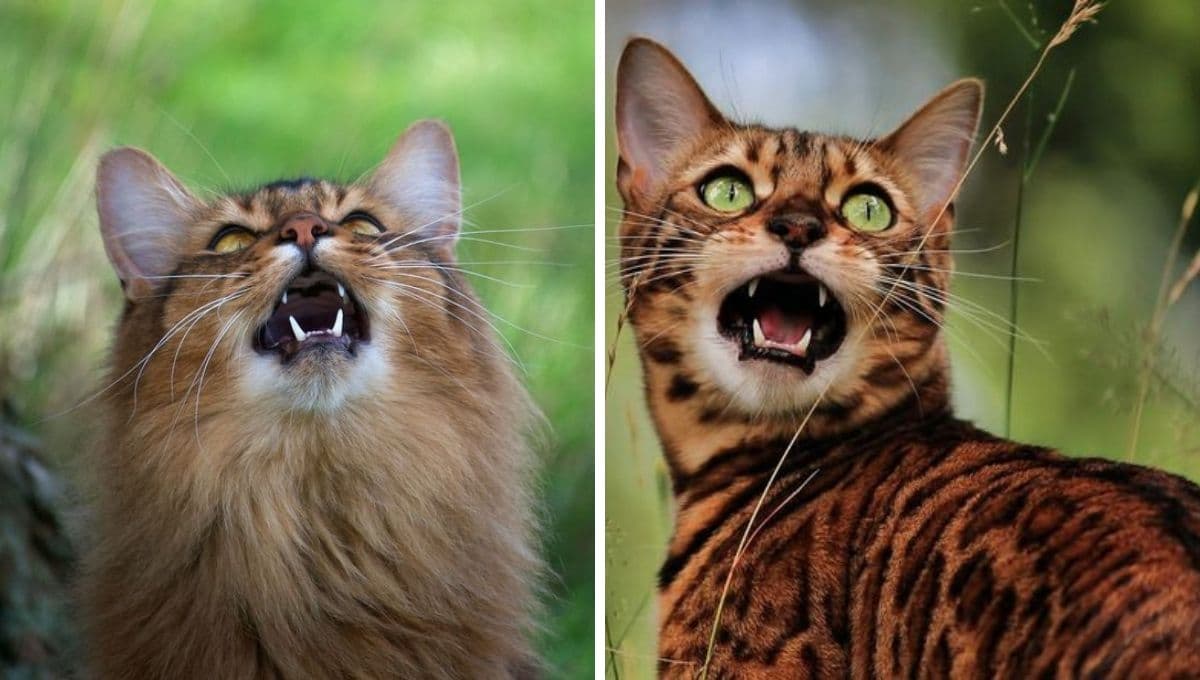 ¿Qué significa cuando mi gato me muestra los dientes?