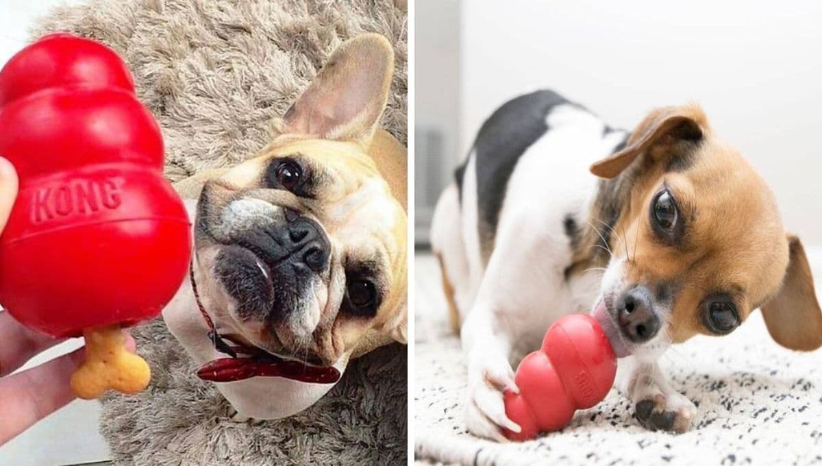 5 ideas fáciles para rellenar el Kong de un perro