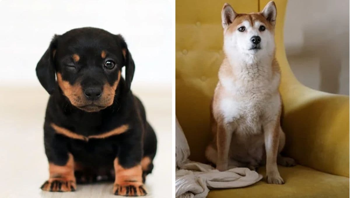 Test para saber si tu perro es FIEL o te abandonaría en los problemas