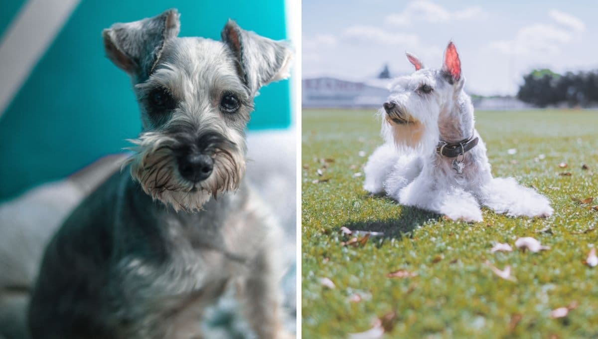 ¿Por qué tener un perro schnauzer es una muy buena idea?